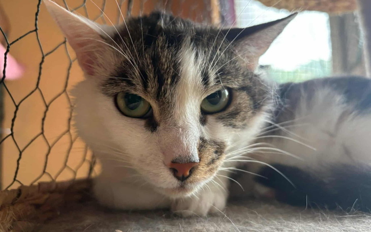 Kot z wyrazistymi oczami, leżący w klatce.