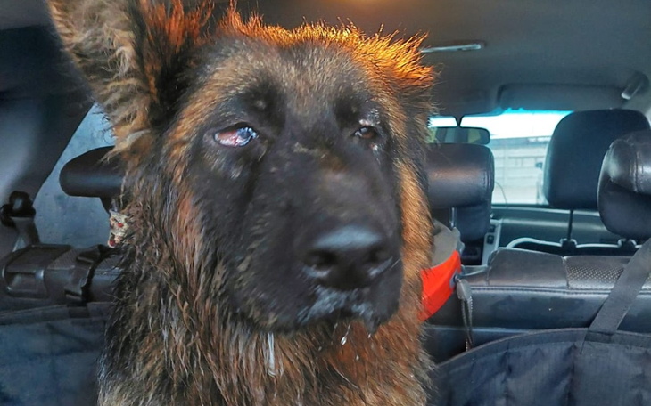 Zbiórka HelloIT dla Misiulka i TOZu - zdjęcie główne