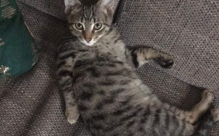 Zbiórka Opieka nad kotami - zdjęcie główne