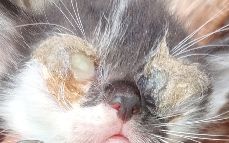 Zbiórka Leczenie małych - zdjęcie główne