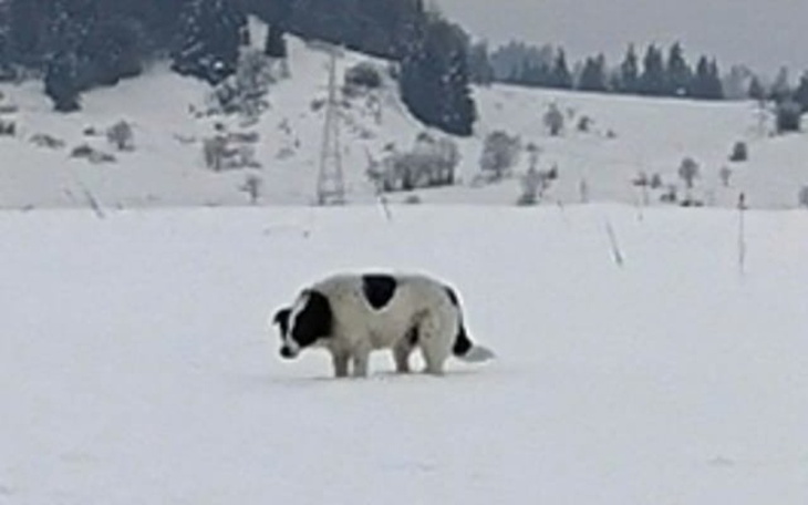 Zbiórka Szansa albo uśpienie - zdjęcie główne