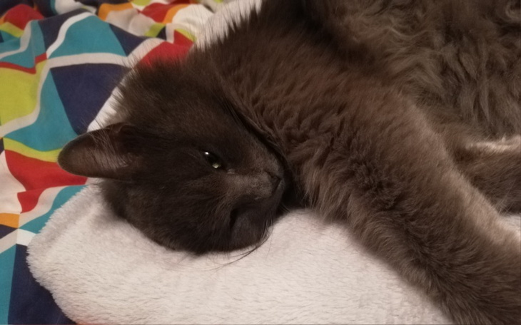 Szary kot leżący na kolorowej pościeli.