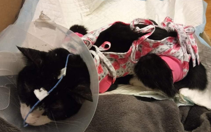 Zbiórka Na ratunek Fridzie - zdjęcie główne