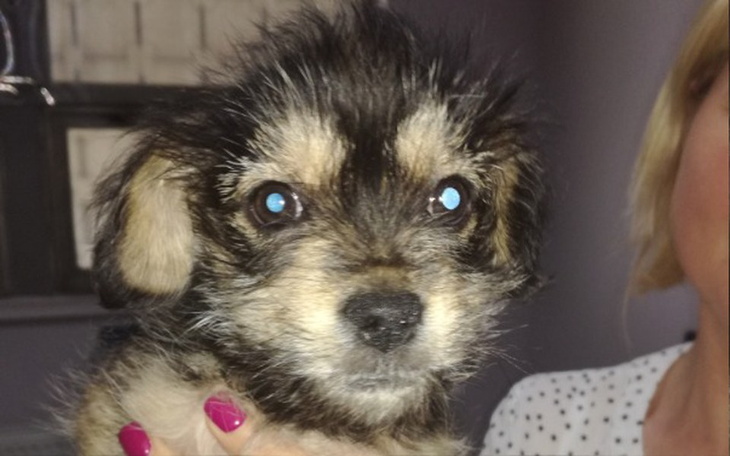 Zbiórka TOZPogryziona przez pchły sunia - zdjęcie główne