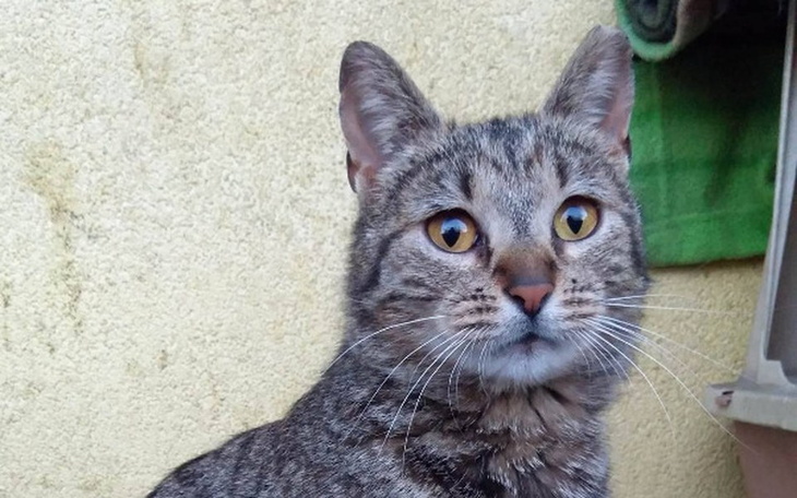 Zbiórka Chore serduszko Mufinki - zdjęcie główne