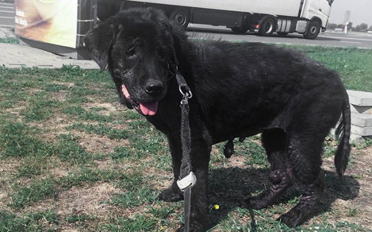 Zbiórka Uratujmy Wegę! - zdjęcie główne