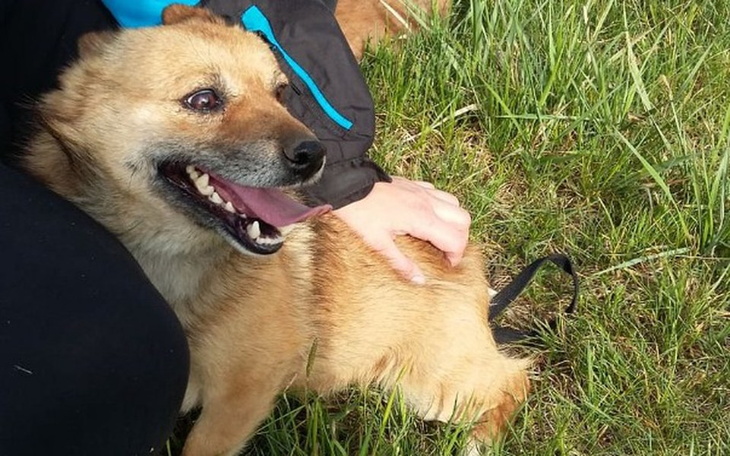 Zbiórka Pomóżmy by Bąbelek mógł mieć dom - zdjęcie główne