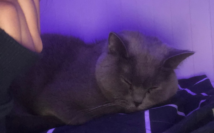 Zbiórka zbiorka na leczenie kota - zdjęcie główne