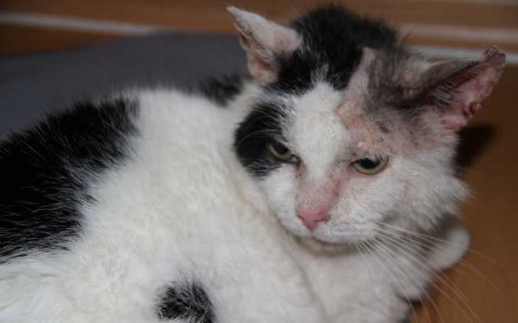 Zbiórka Ślepek Mirmił zbiera na rezonans - zdjęcie główne