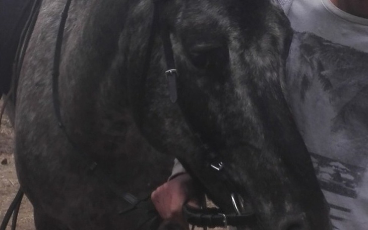 Zbiórka Dla Kiary i reszty Koników pomóż - zdjęcie główne