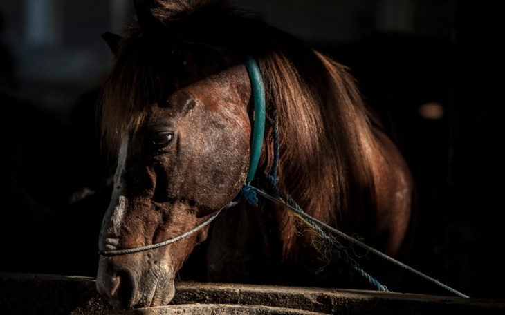 Zbiórka RATUJ KONIE- Podaj pomocną dłoń - zdjęcie główne
