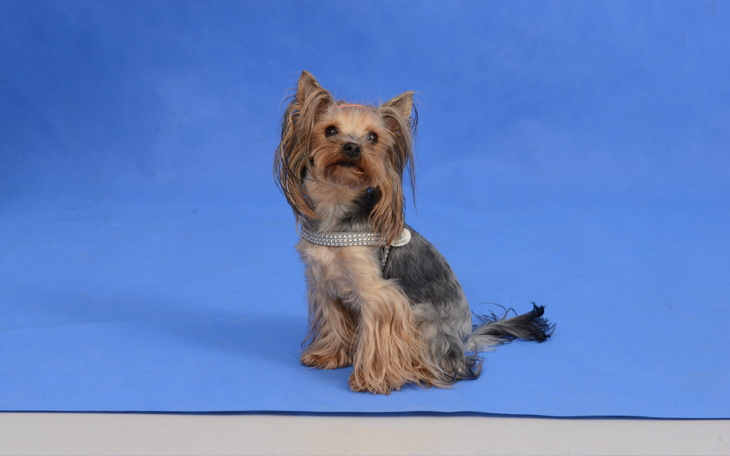 Zbiórka operacja rzepki u psa yorka - zdjęcie główne