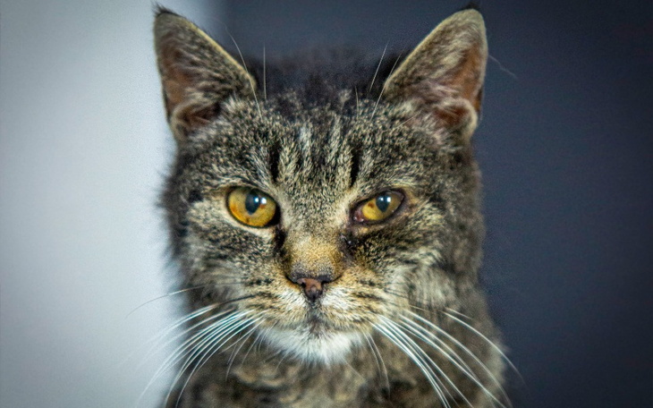 Zbiórka Orestes - zdjęcie główne