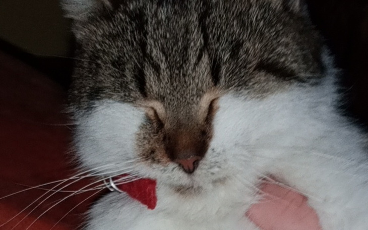 Zbiórka Zbiórka na chorego kotka - zdjęcie główne