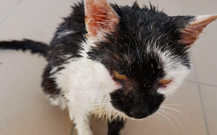 Zbiórka Igor z wesela - koci dramat - zdjęcie główne