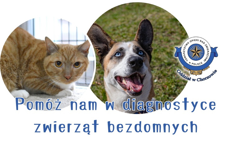 Zbiórka Na diagnostykę bezdomniaków - zdjęcie główne