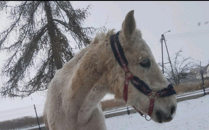 Koń w uprzęży, stojący na śniegu, z widokiem na otoczenie.