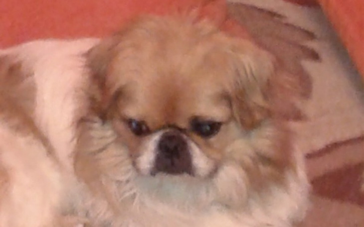 Zbiórka Pomoc na operację dla Amorka - zdjęcie główne