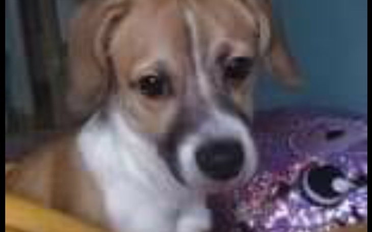 Zbiórka Pomoc dla zwierząt biednych i ss - zdjęcie główne