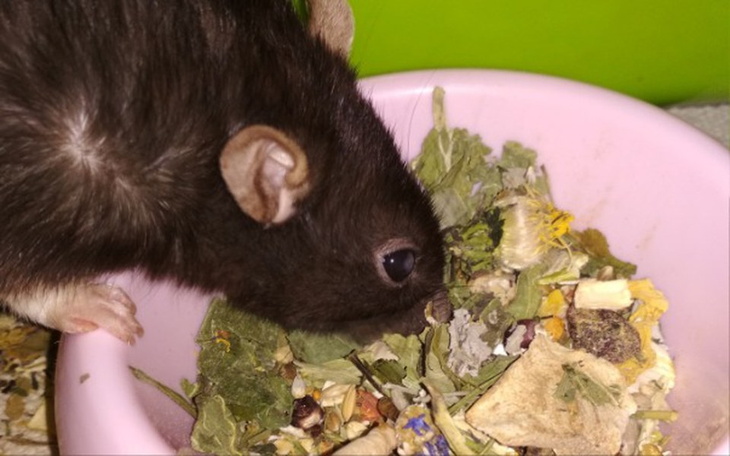 Zbiórka Karma dla Ferajny! - zdjęcie główne