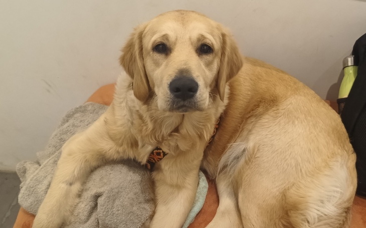 Zbiórka Na operację Ciapy - zdjęcie główne