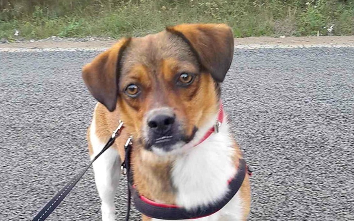 Zbiórka Transport Bąbla- powrót adopcji - zdjęcie główne