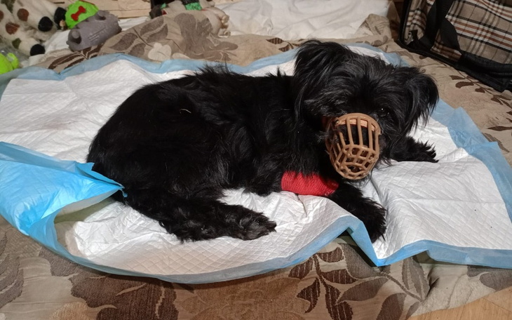 Zbiórka Operacja złamanej szczęki psa - zdjęcie główne