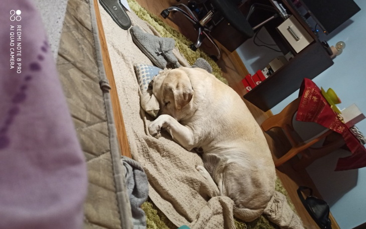 Zbiórka Wycięcie guza macicy u labradora - zdjęcie główne