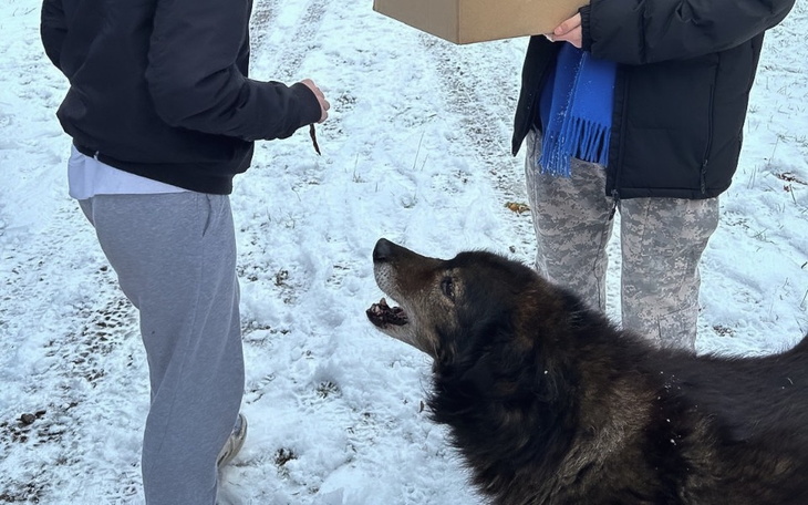 Zbiórka Dla schroniska w Wrzosowie - zdjęcie główne