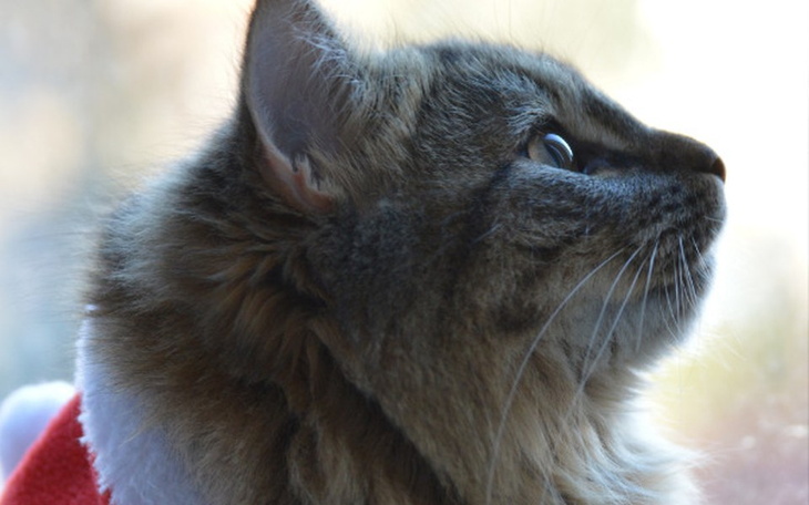 Zbiórka Podarujmy im lepsze Święta - zdjęcie główne