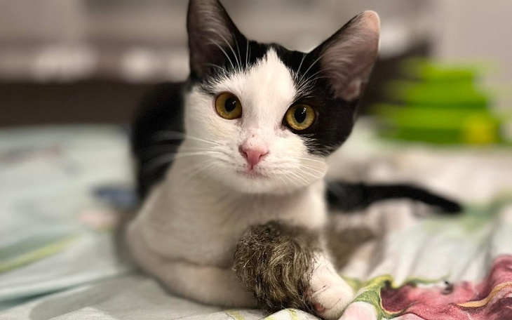 Zbiórka Ratujemy kotkę Zarazę - zdjęcie główne