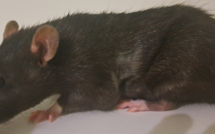 Zbiórka Na wycięcie guza u szczurka. - zdjęcie główne