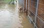 Zbiórka Zbiórka na schronisko zalane - miniaturka zdjęcia