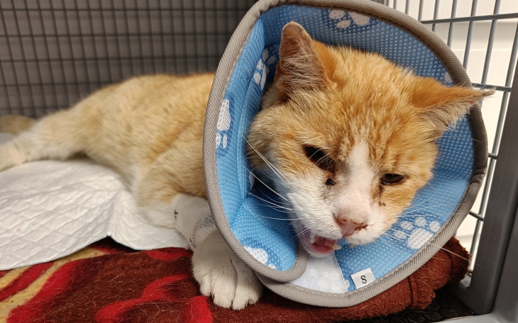 Kot w kołnierzu ochronnym, leżący na kocu w schronisku.