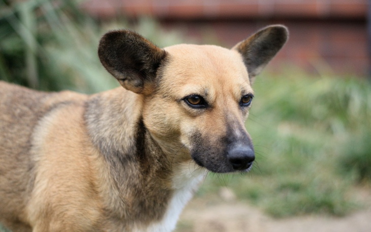 Pies z wyraźnym spojrzeniem, stojący na tle trawy.