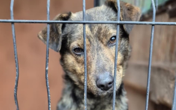 Pies patrzący smutno przez kraty w schronisku.