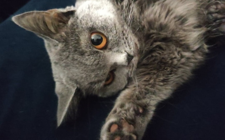 Zbiórka Ratujmy kocie życie - zdjęcie główne