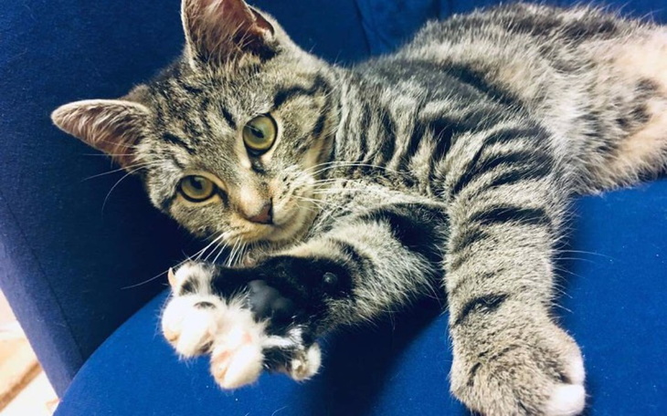 Zbiórka OperacjaPanewkiRtgSOS - zdjęcie główne