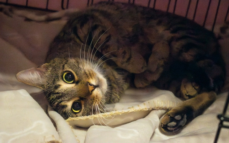 Kot leżący na poduszce, z ciekawskim spojrzeniem.