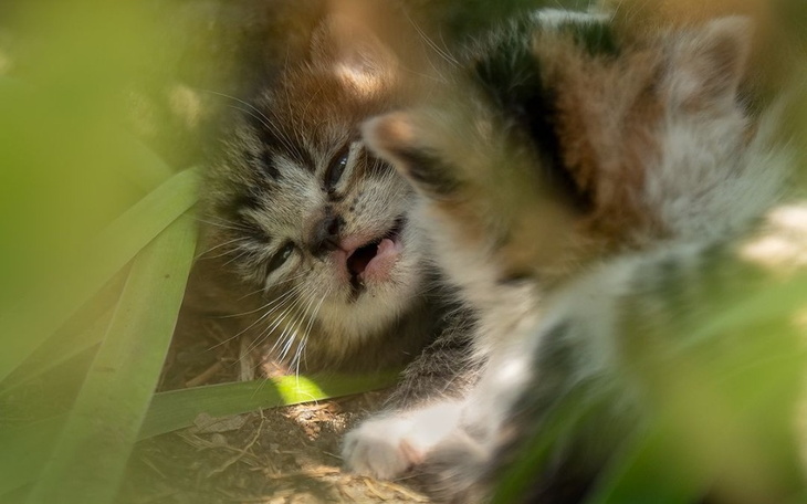 Kocięta bawiące się w trawie, pełne energii i radości.