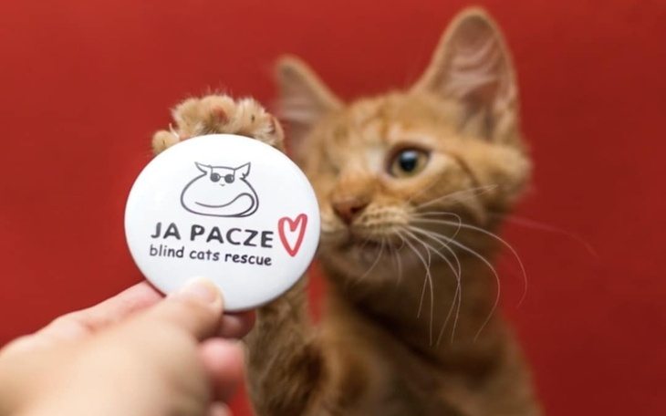Rudy kot trzymający przycisk z logo schroniska dla kotów.