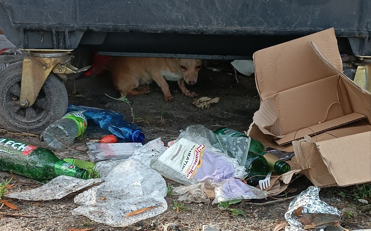 Zbiórka Porzucone na śmietnisku - zdjęcie główne