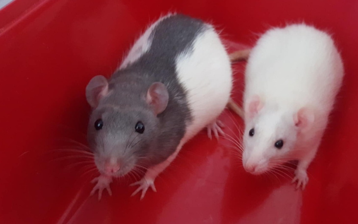 Dwie szczury w czerwonym pojemniku, jeden szary, drugi biały.