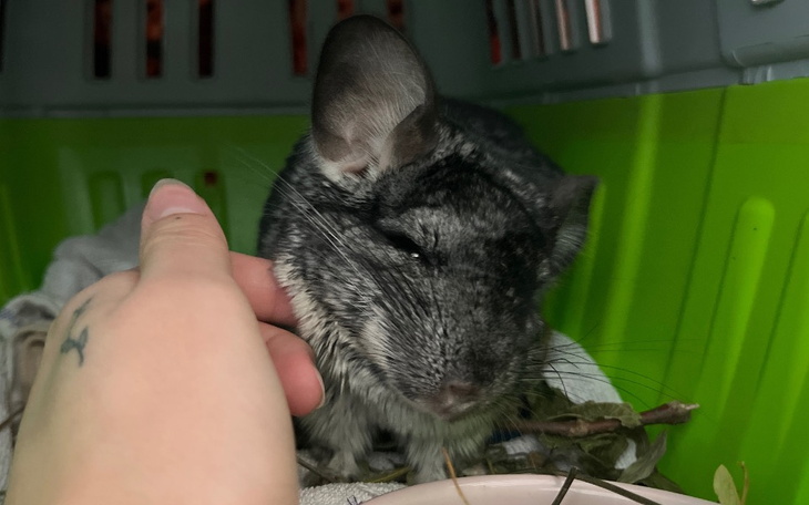 Chinchilla jest głaskana przez właściciela, wyglądając na zadowoloną.