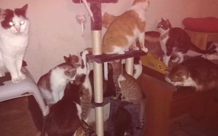 Zbiórka 60 uratowanych kotow - zdjęcie główne