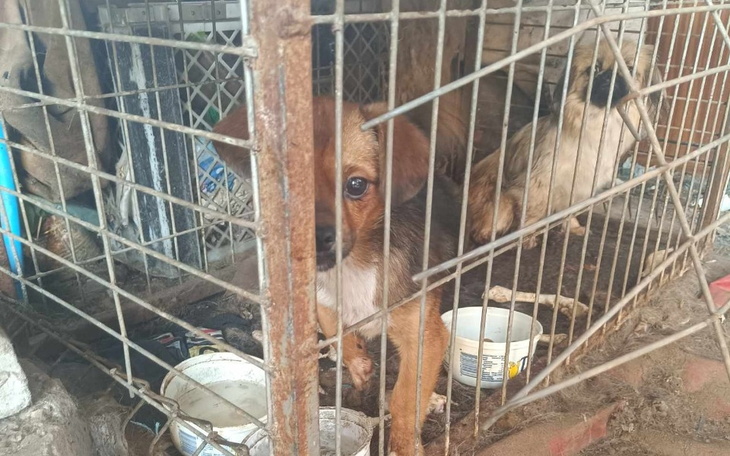 Zbiórka Pomoc dla uratowanych sunieczek - zdjęcie główne