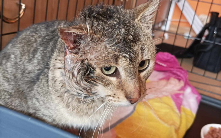 Zbiórka Kociaki na skraju - zdjęcie główne