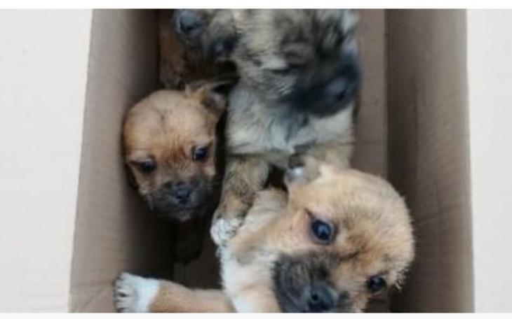 Zbiórka Znów wyrzucone szczeniaki 5sztuk - zdjęcie główne