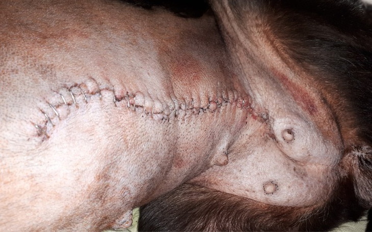 Zbiórka Na ratunek suni z nowotworem - zdjęcie główne