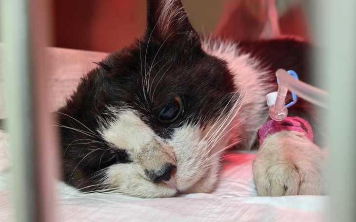 Chory kot w klinice weterynaryjnej, leżący na łóżku.